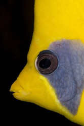 Masked butterflyfish. by Dray Van Beeck 